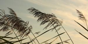 Viento ábrego: qué es, características y efectos