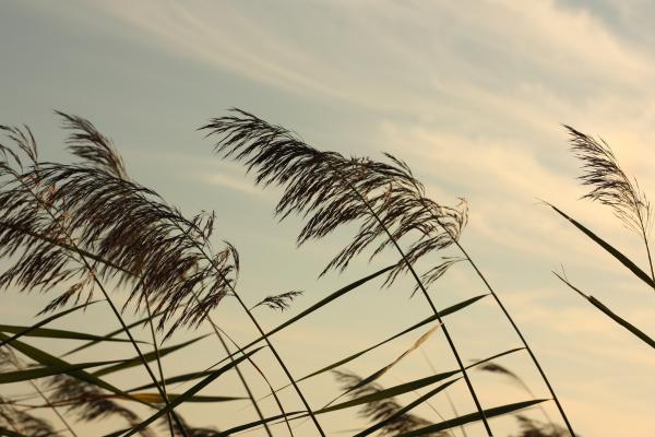 Viento ábrego: qué es, características y efectos