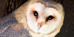 Curiosidades de la lechuza