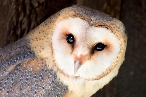 Curiosidades de la lechuza