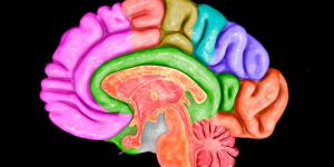 Divisiones del Sistema Nervioso