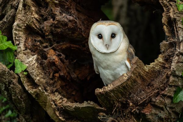 Curiosidades de la lechuza - Habitan casi todos los ambientes del mundo