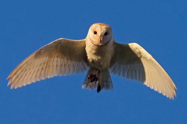 Curiosidades de la lechuza - No hacen ruido al volar