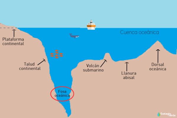 Fosas oceánicas: qué son, cómo se forman, ejemplos y cuál es la más profunda - ¿Qué son las fosas oceánicas o fosas marinas?