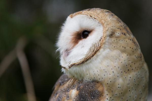 Curiosidades de la lechuza - Sus oídos les permiten localizar sonidos con gran precisión