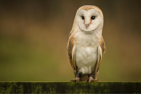 Curiosidades de la lechuza - Tienen garras fuertes y picos afilados 