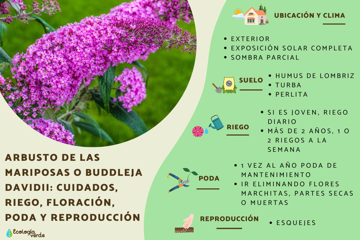 Arbusto de las mariposas o Buddleja davidii: cuidados, riego, floración, poda y reproducción