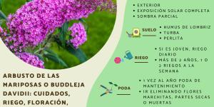 Arbusto de las mariposas o Buddleja davidii: cuidados, riego, floración, poda y reproducción