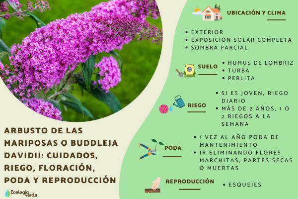 Arbusto de las mariposas o Buddleja davidii: cuidados, riego, floración, poda y reproducción