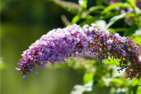 Arbusto de las mariposas o Buddleja davidii: cuidados, riego, floración, poda y reproducción - ¿Cómo es la reproducción del arbusto de las mariposas?
