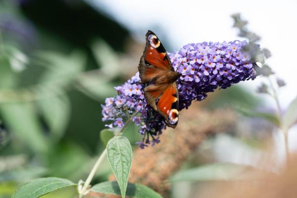 Arbusto de las mariposas o Buddleja davidii: cuidados, riego, floración, poda y reproducción - ¿Cuáles son las características del arbusto de las mariposas o Buddleja davidii?