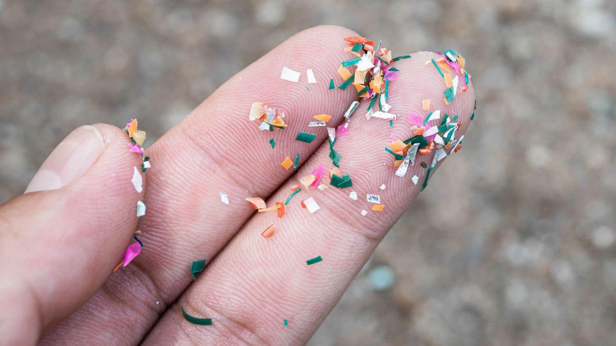 Los científicos coinciden: el impacto de los microplásticos afecta a animales, plantas y personas