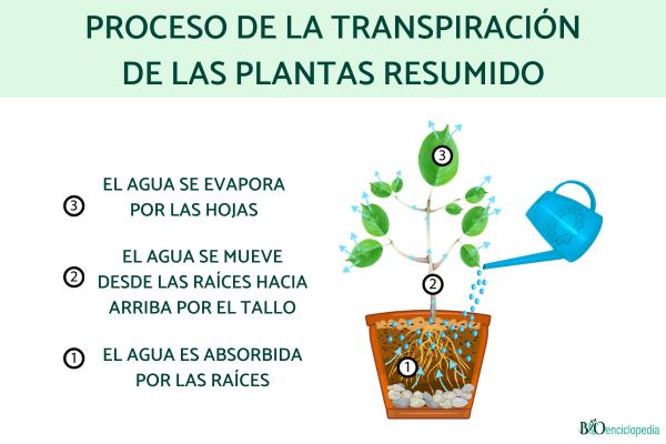 Transpiración de las plantas: qué es y proceso - Proceso de transpiración de las plantas