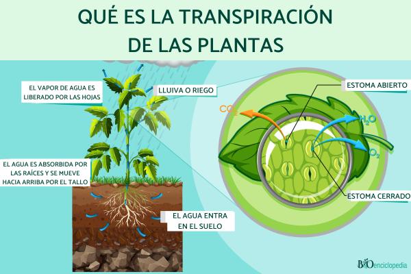 Transpiración de las plantas: qué es y proceso - Qué es la transpiración de las plantas
