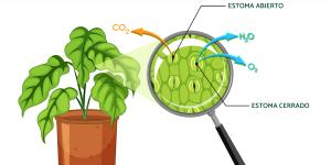 Transpiración de las plantas: qué es y proceso