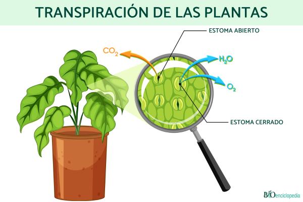 Transpiración de las plantas: qué es y proceso