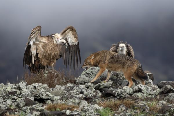 Relaciones interespecíficas: qué son y ejemplos - Competencia