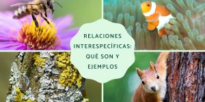 Relaciones interespecíficas: qué son y ejemplos