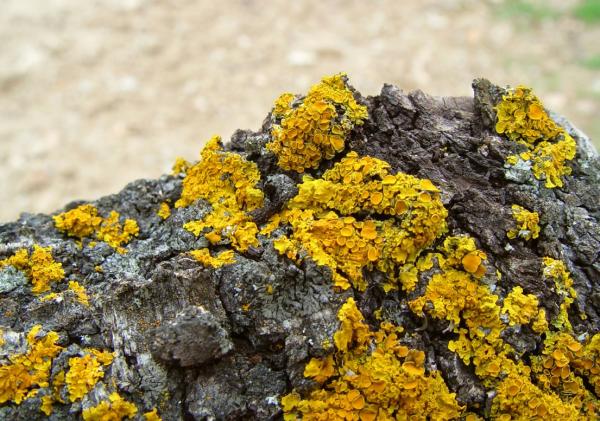 Relaciones interespecíficas: qué son y ejemplos - Simbiosis