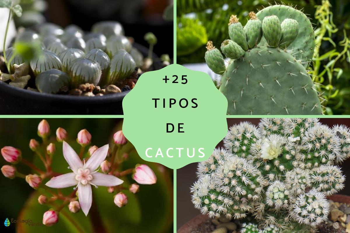Tipos de cactus: nombres y cuidados