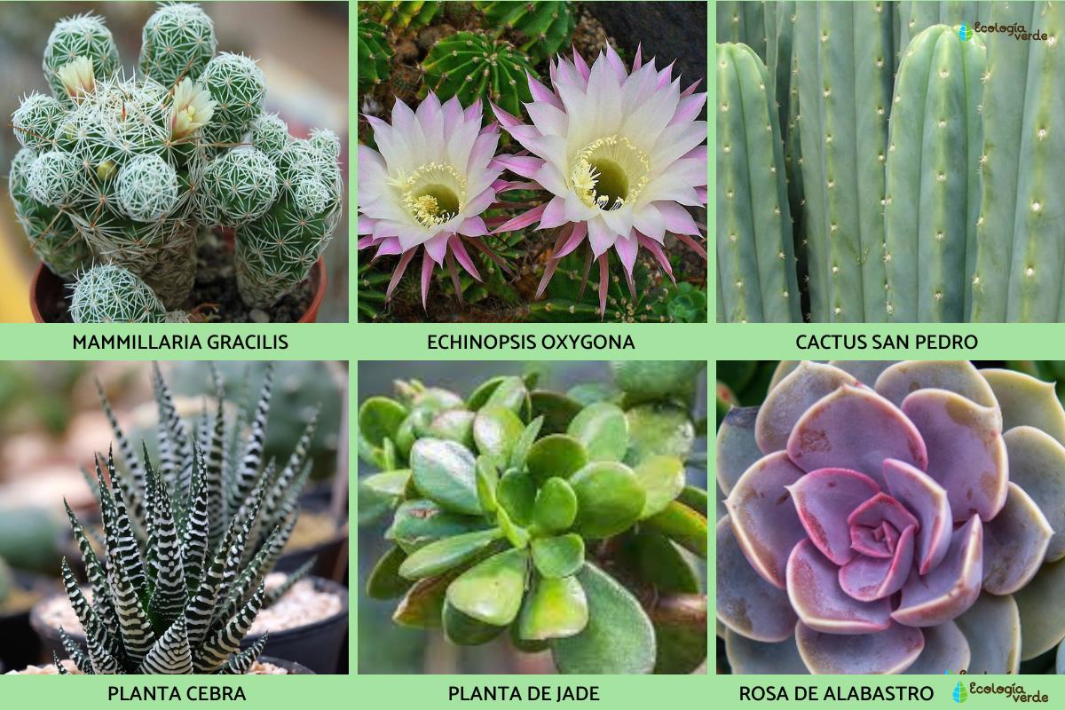 Conhecendo Os Tipos De Cactos Principais Caracter sticas CXXYLX