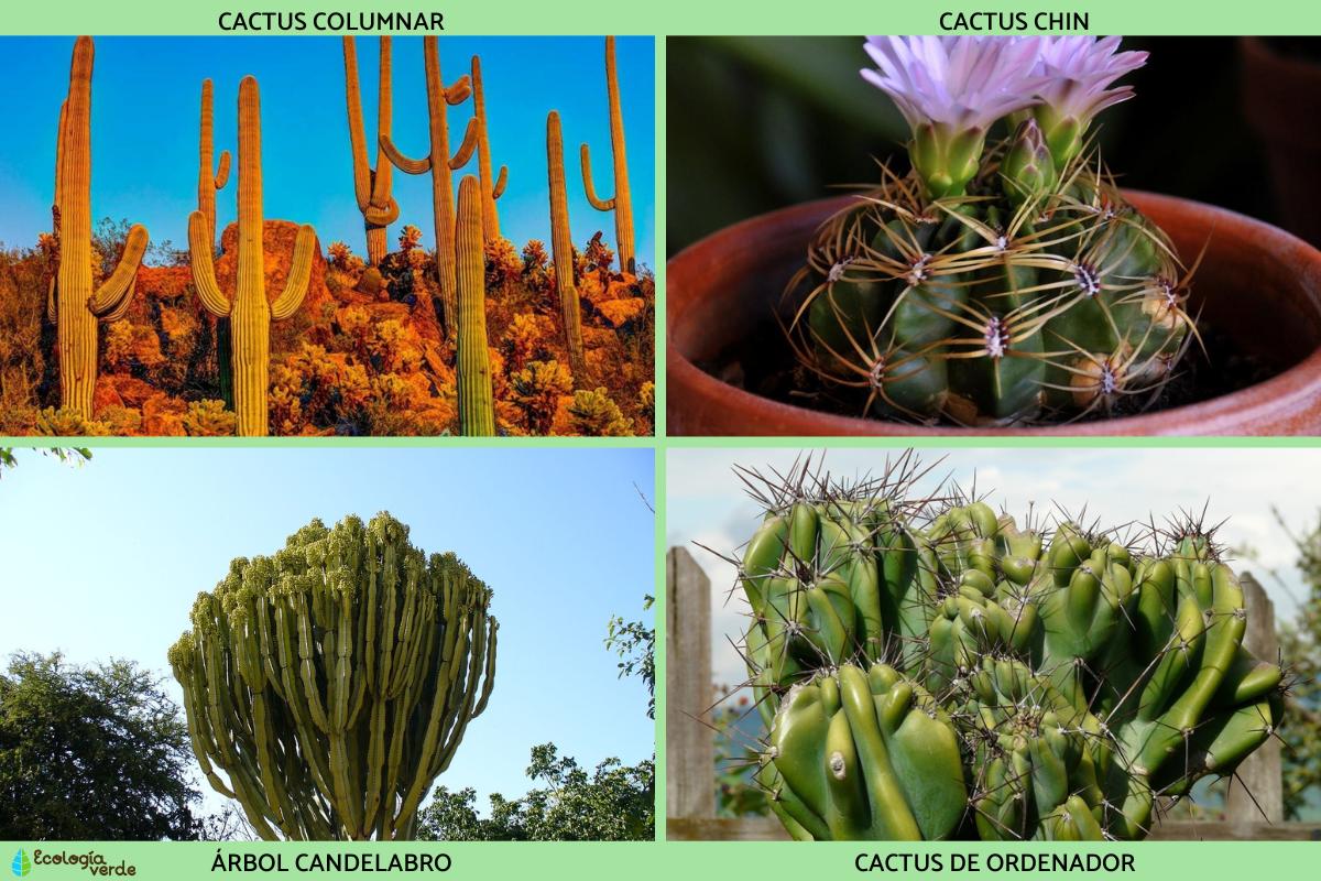 +25 tipos de cactus nombres y cuidados con FOTOS y VÍDEOS
