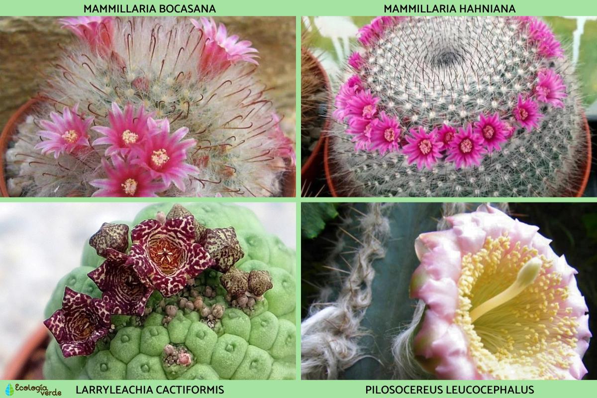 +25 tipos de cactus nombres y cuidados con FOTOS y VÍDEOS