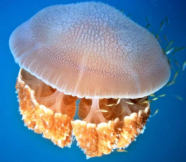 Medusa - Descripción de la medusa