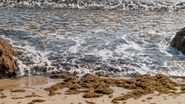 Andalucía declara emergencia por la invasión del alga asiática: qué está pasando en la costa - Un problema estructural sin solución sencilla