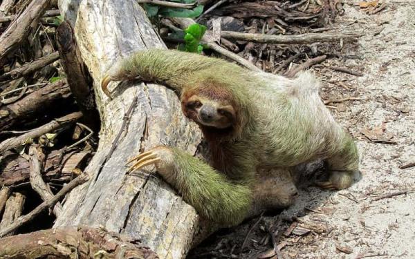 Perezoso - Antecedentes de los perezosos 