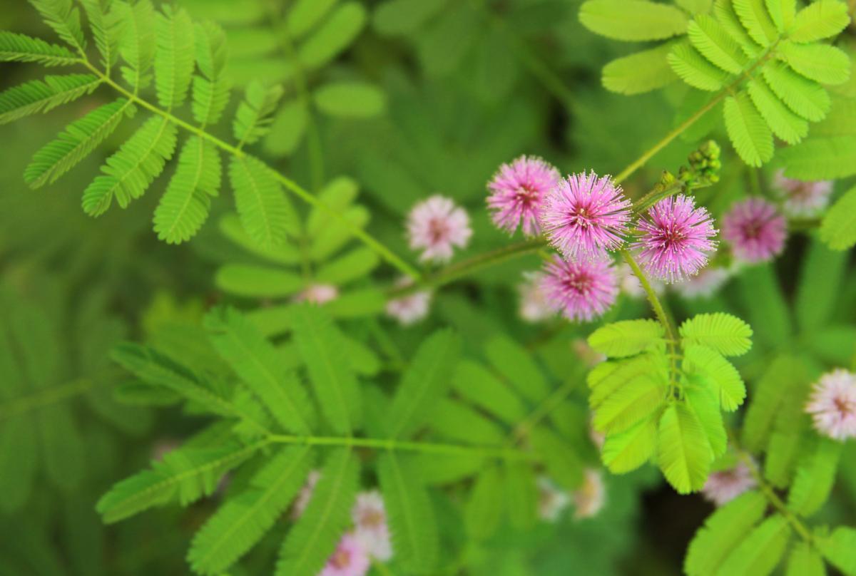 Cuidados de la mimosa o Mimosa pudica