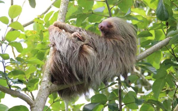 Perezoso - Descripción del perezoso