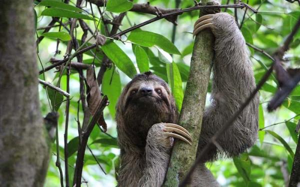 Perezoso - Distribución y hábitat 