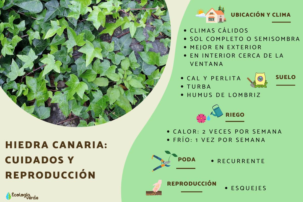 Hiedra canaria: cuidados y reproducción