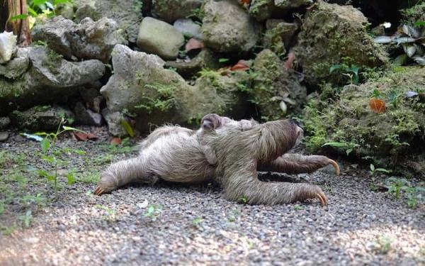 Perezoso - Reproducción del perezoso 