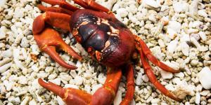 Cangrejo rojo de la isla de Navidad o Gecarcoidea natalis