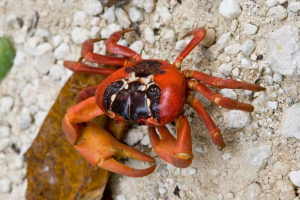 Cangrejo rojo de la isla de Navidad o Gecarcoidea natalis - Características del cangrejo rojo de la isla de Navidad o Gecarcoidea natalis