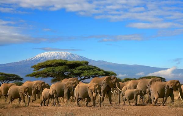 Volcán Kilimanjaro - Características del Volcán Kilimanjaro