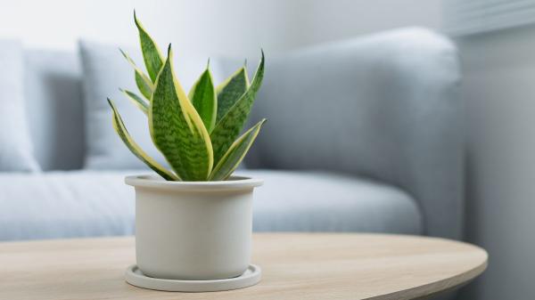 Las plantas que mejor sobreviven a las vacaciones: “Apenas necesitan agua y siguen perfectas al volver” - Estas son las características que tienen las plantas que mejor sobreviven sin riego