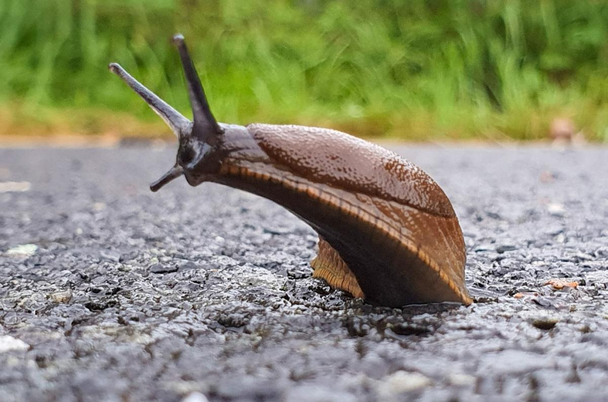 ¿Las babosas son venenosas?