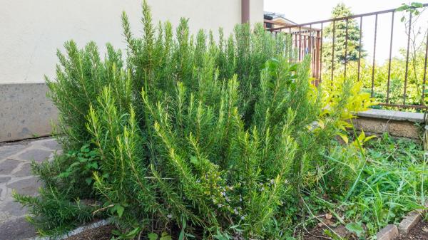 Las plantas que mejor sobreviven a las vacaciones: “Apenas necesitan agua y siguen perfectas al volver” - Las plantas de exterior que mejor resisten el calor y tu ausencia en vacaciones