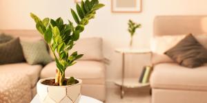 Las plantas que mejor sobreviven a las vacaciones: “Apenas necesitan agua y siguen perfectas al volver”
