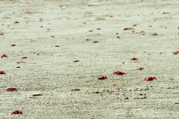 Cangrejo rojo de la isla de Navidad o Gecarcoidea natalis - Reproducción del cangrejo rojo de la isla de Navidad o Gecarcoidea natalis