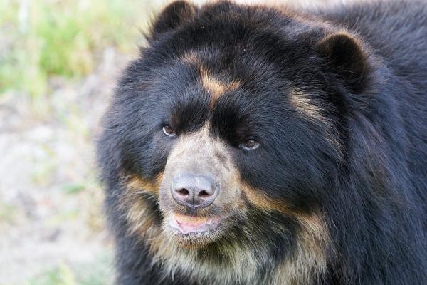 Tipos de osos - Oso de anteojos (Tremarctos ornatus)