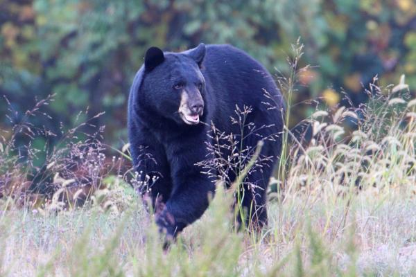 Tipos de osos - Oso negro americano (Ursus americanus)