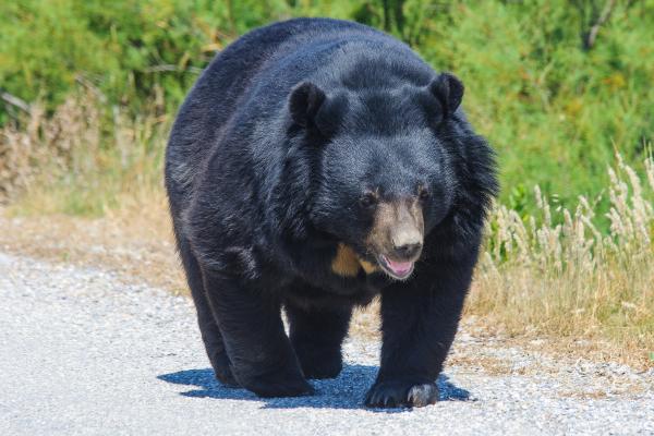 Tipos de osos - Oso negro asiático (Ursus thibetanus)