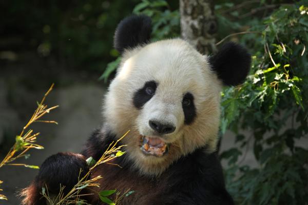 Tipos de osos - Oso panda (Ailuropoda melanoleuca)
