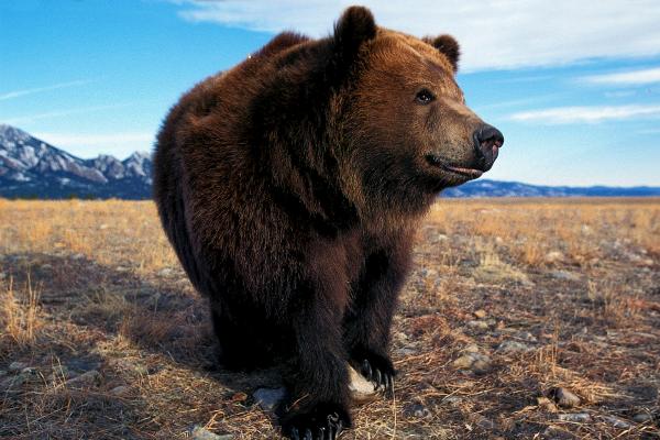 Tipos de osos - Oso pardo (Ursus arctos) 