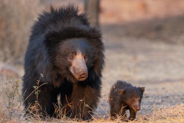 Tipos de osos - Oso perezoso (Melursus ursinus)