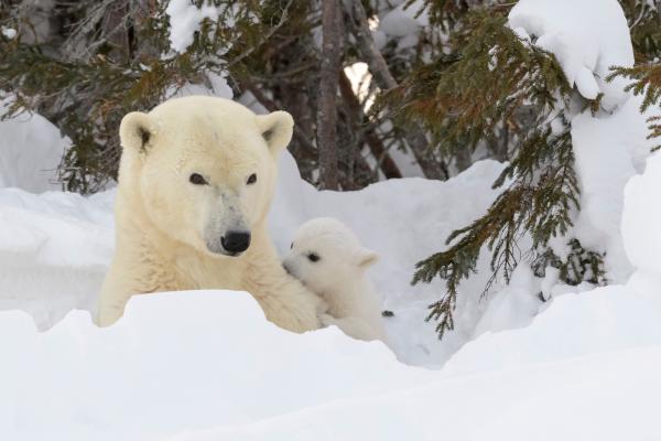 Tipos de osos - Oso polar (Ursus maritimus)